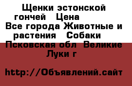 Щенки эстонской гончей › Цена ­ 7 000 - Все города Животные и растения » Собаки   . Псковская обл.,Великие Луки г.